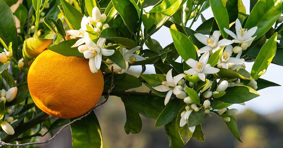 Zagara blossom, Sicily